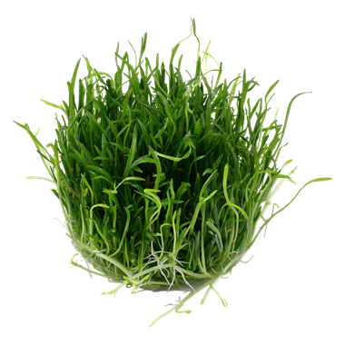 Lilaeopsis brasiliensis TROPICA 1-2-GROW!