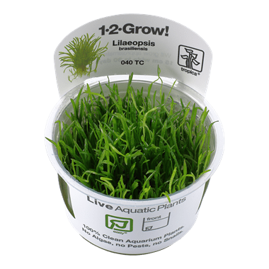 Lilaeopsis brasiliensis TROPICA 1-2-GROW!