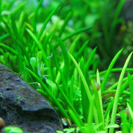 Lilaeopsis Littorella TC Cup