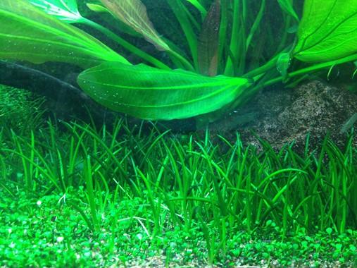 Littorella Uniflora TROPICA 1-2-GROW!