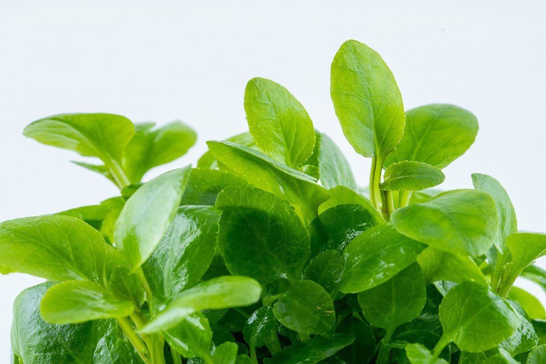 Lobelia cardinalis TROPICA 1-2-GROW!