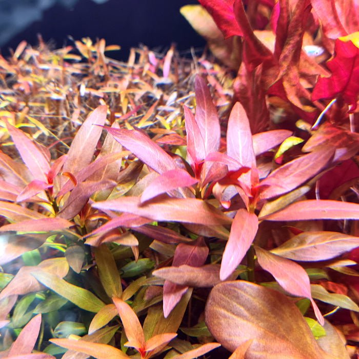 TCulture Ludwigia Glandulosa (Pot)