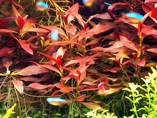 TCulture Ludwigia Glandulosa (Pot)