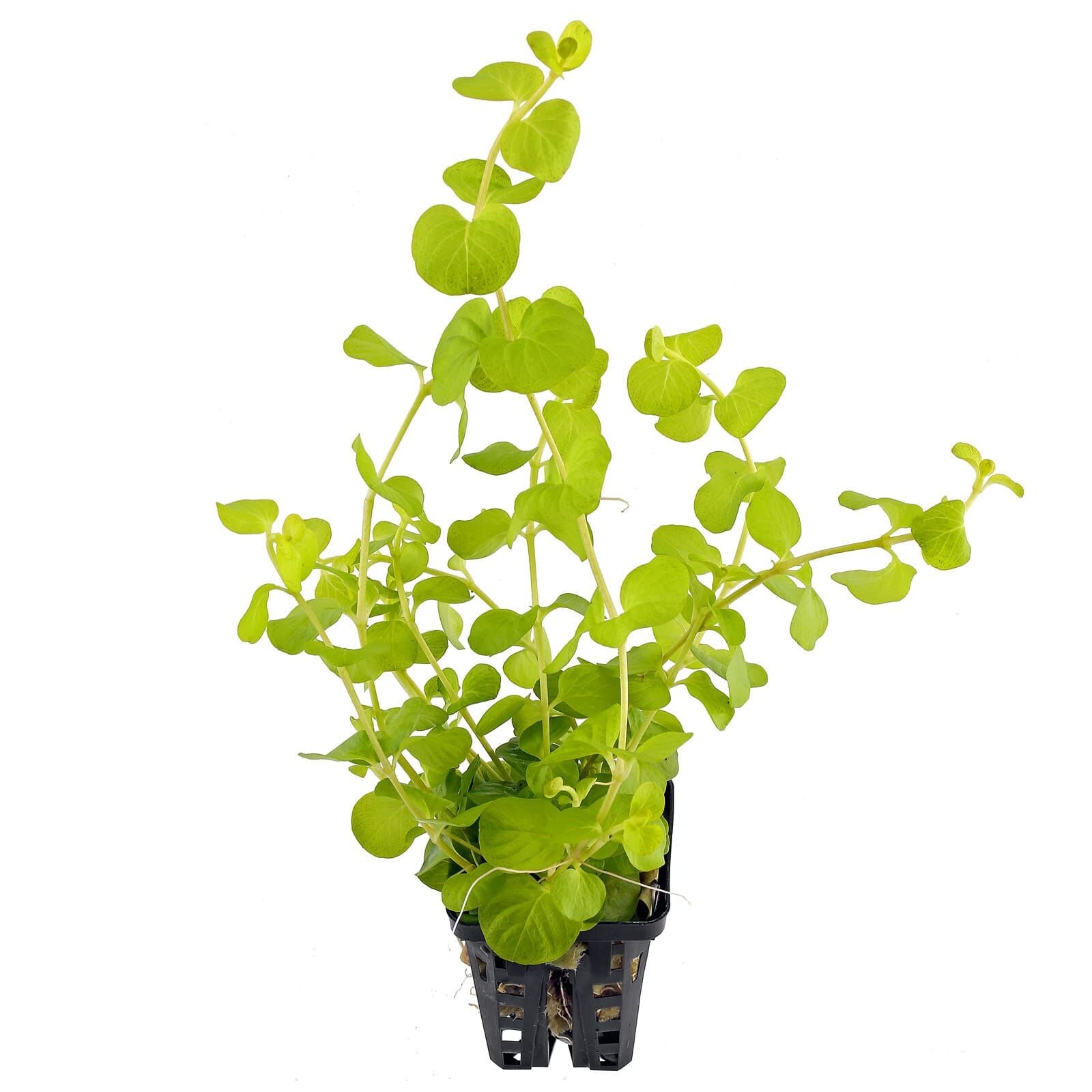 TCulture Lysimachia nummularia 'Aurea' (Pot)