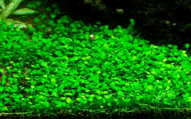 Tropica Marsilea crenata 1-2-GROW!