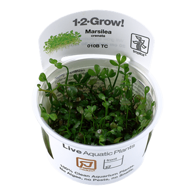 Tropica Marsilea crenata 1-2-GROW!