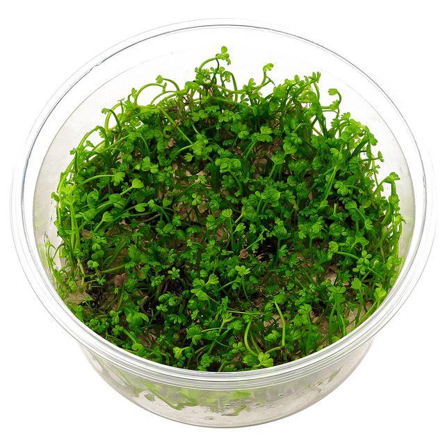 TCulture Marsilea crenata (TC Cup)