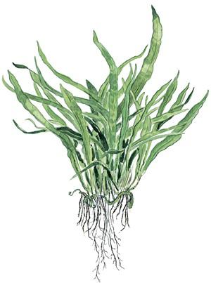 Tropica Microsorum pteropus 'Narrow' potted