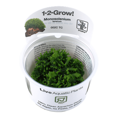 Tropica Monosolenium tenerum 1-2-Grow!
