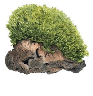 Tropica Monosolenium tenerum 1-2-Grow!