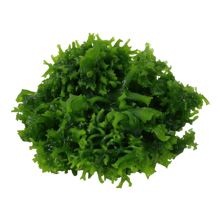 Tropica Monosolenium tenerum 1-2-Grow!