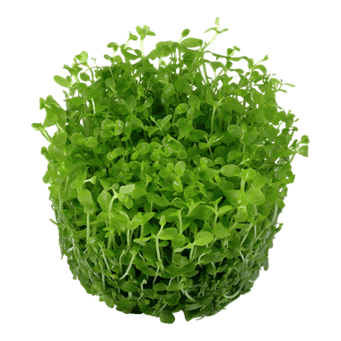 Micranthemum 'Monte Carlo' TROPICA 1-2-GROW!