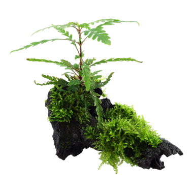 Hygrophila pinnatifida and moss Tropica on Wood