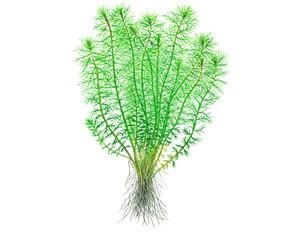 Tropica Myriophyllum 'Guyana' 1-2-GROW!