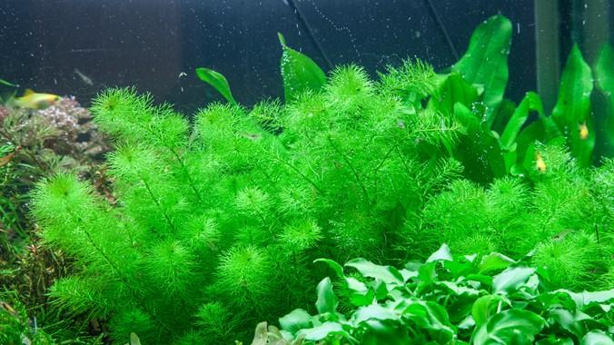 Tropica Myriophyllum 'Guyana' 1-2-GROW!