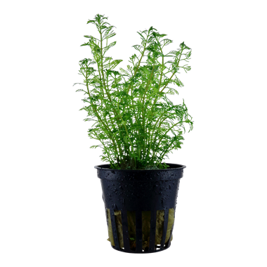 Myriophyllum mattogrossense Tropica Pots