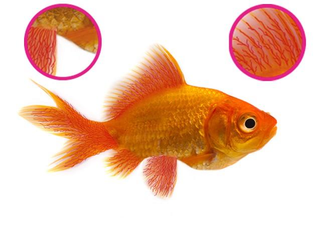 NTLABS Aquarium - Anti-Fluke & Wormer