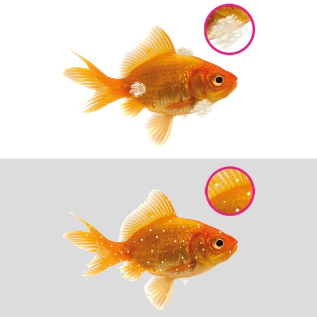 NTLABS Aquarium - Anti-White Spot & Fungus