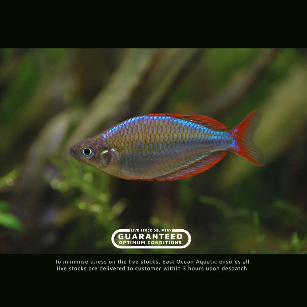 Dwarf Neon Rainbowfish
