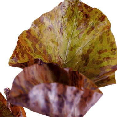 Tropica Nymphaea lotus