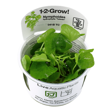 Nymphoides hydrophylla 'Taiwan' TROPICA 1-2-GROW!