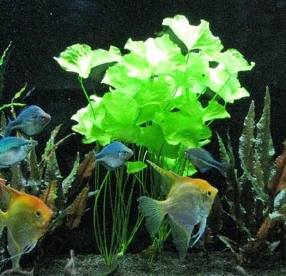 Dennerle Nymphoides Spec Taiwan In Vitro