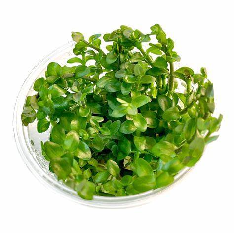 TCulture Bacopa Caroliniana (Pot/TC Cup)