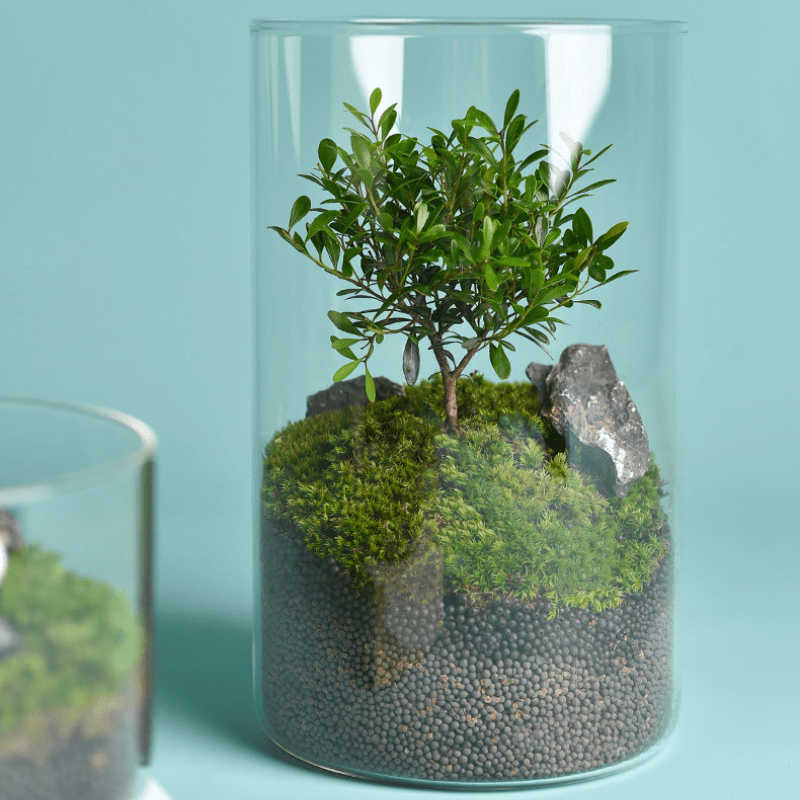 Owa Glass Cylinder Various Size