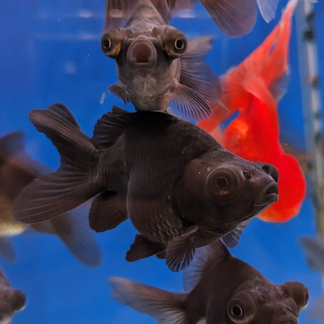 Black Telescopic Eye Goldfish