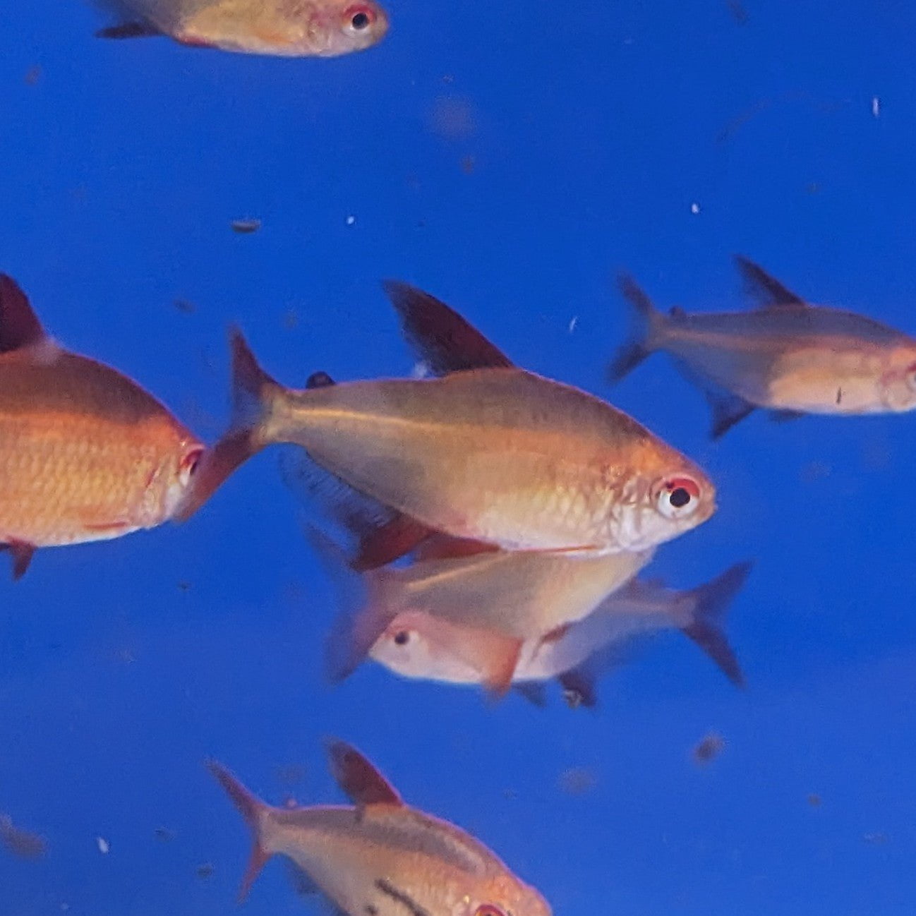 Muzel Red Cherry Tetra