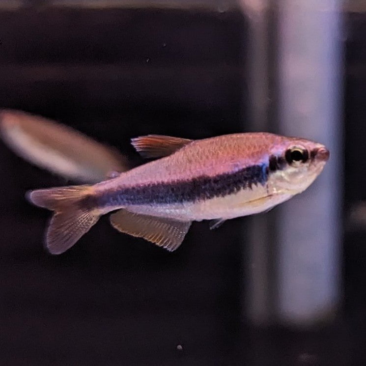 Blue Emperor tetra