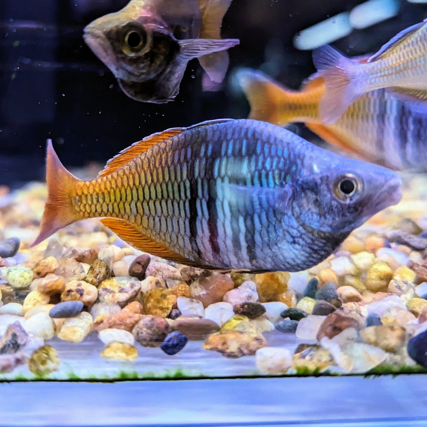 Boesemani Rainbowfish