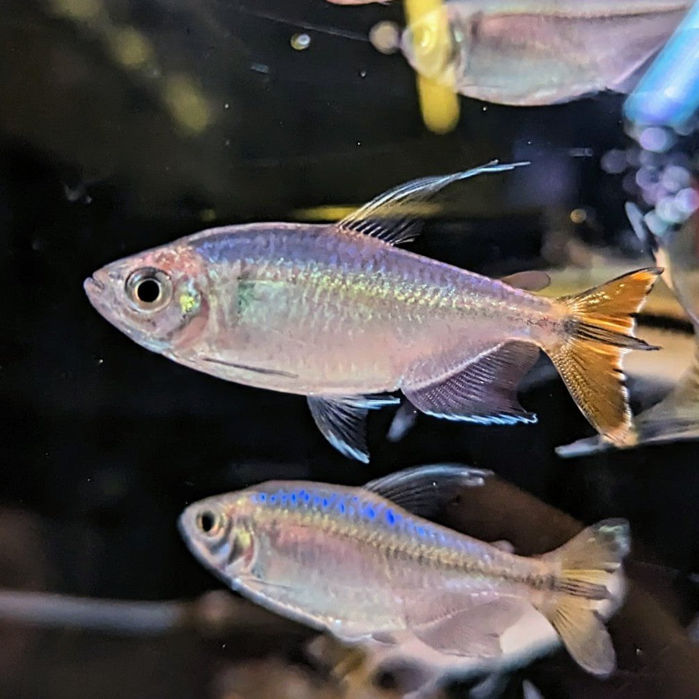 Yellow Congo Tetra
