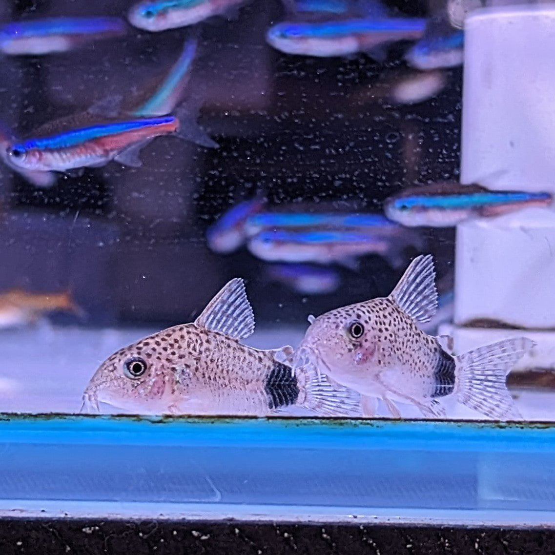 Caudimaculatus Corydoras
