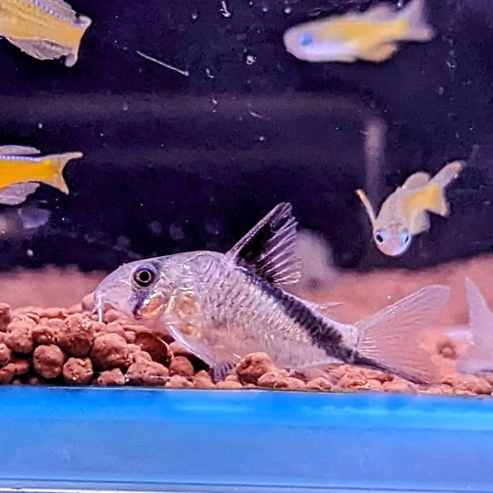 Melini Corydoras