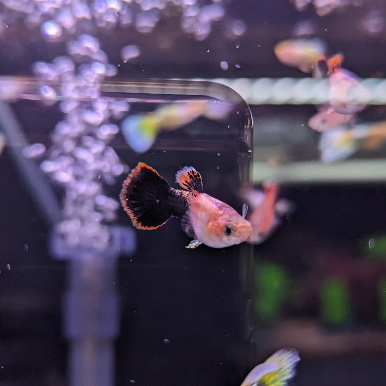 Guppy Pink Tuxedo (Male)