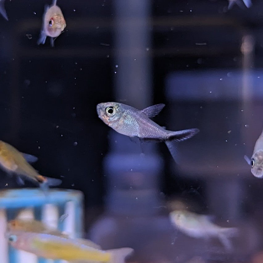 Costae Tetra Black Line