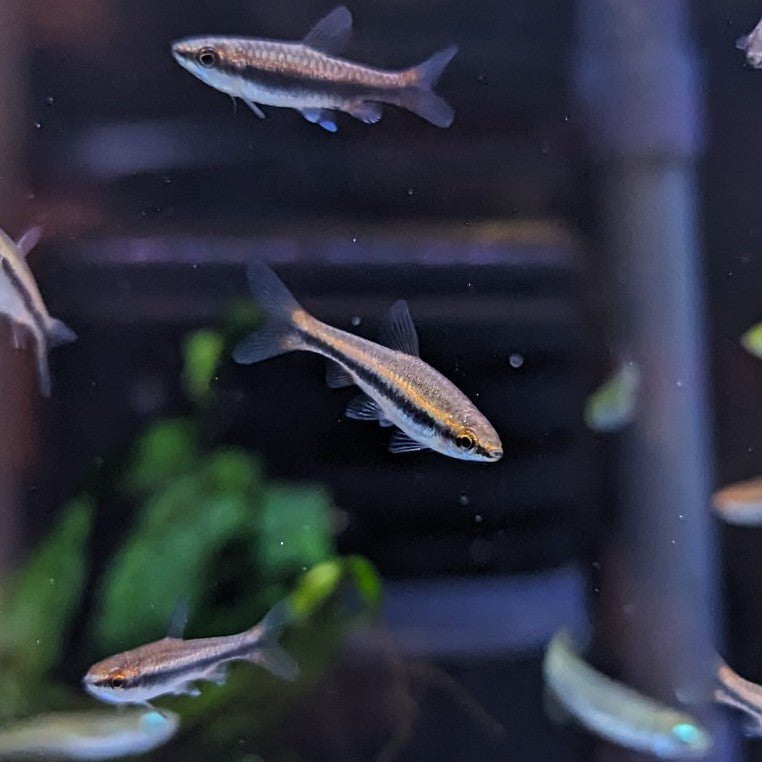 Red Beckford Pencil fish