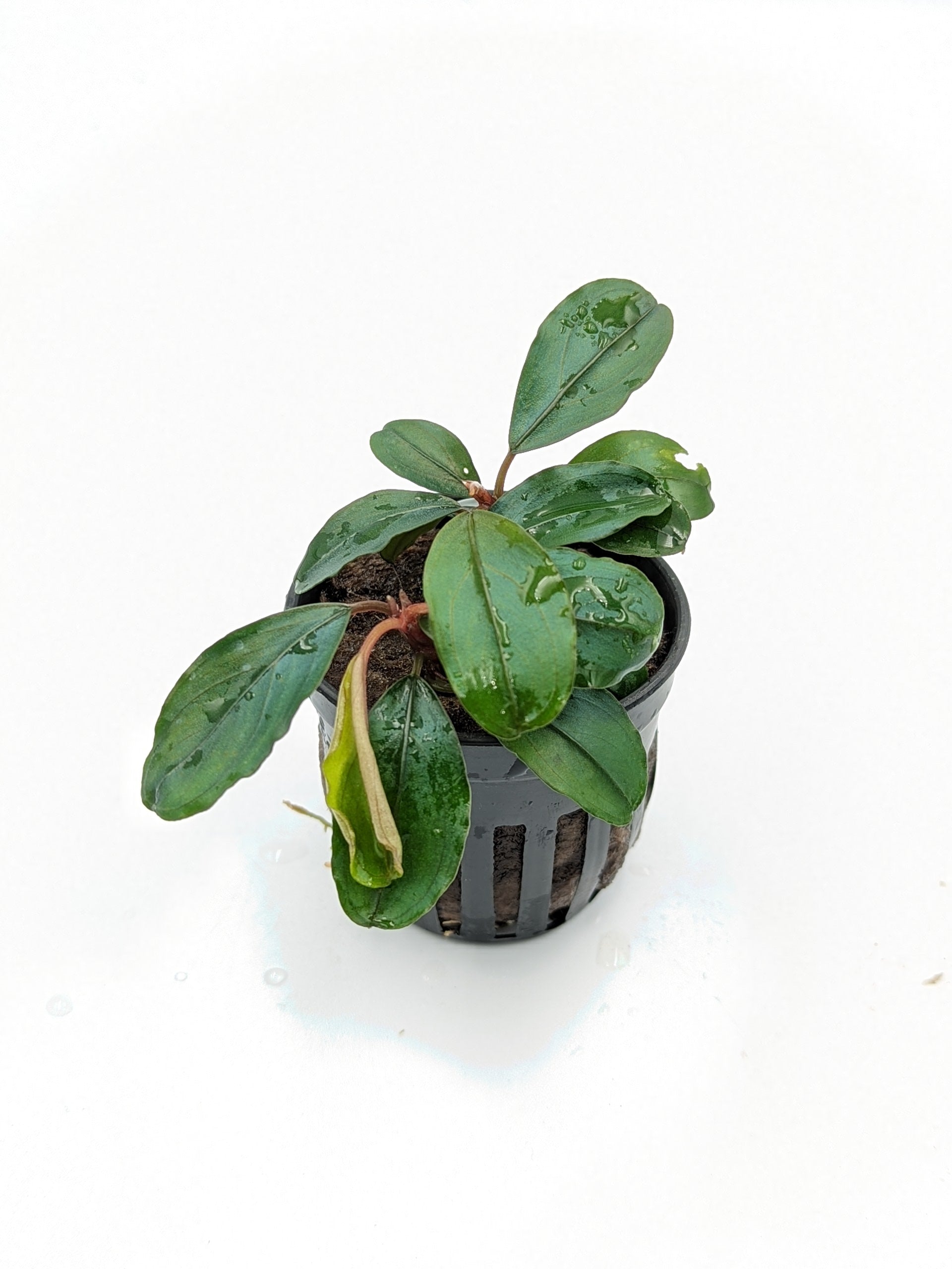 TCulture Bucephalandra Theia (Pot)