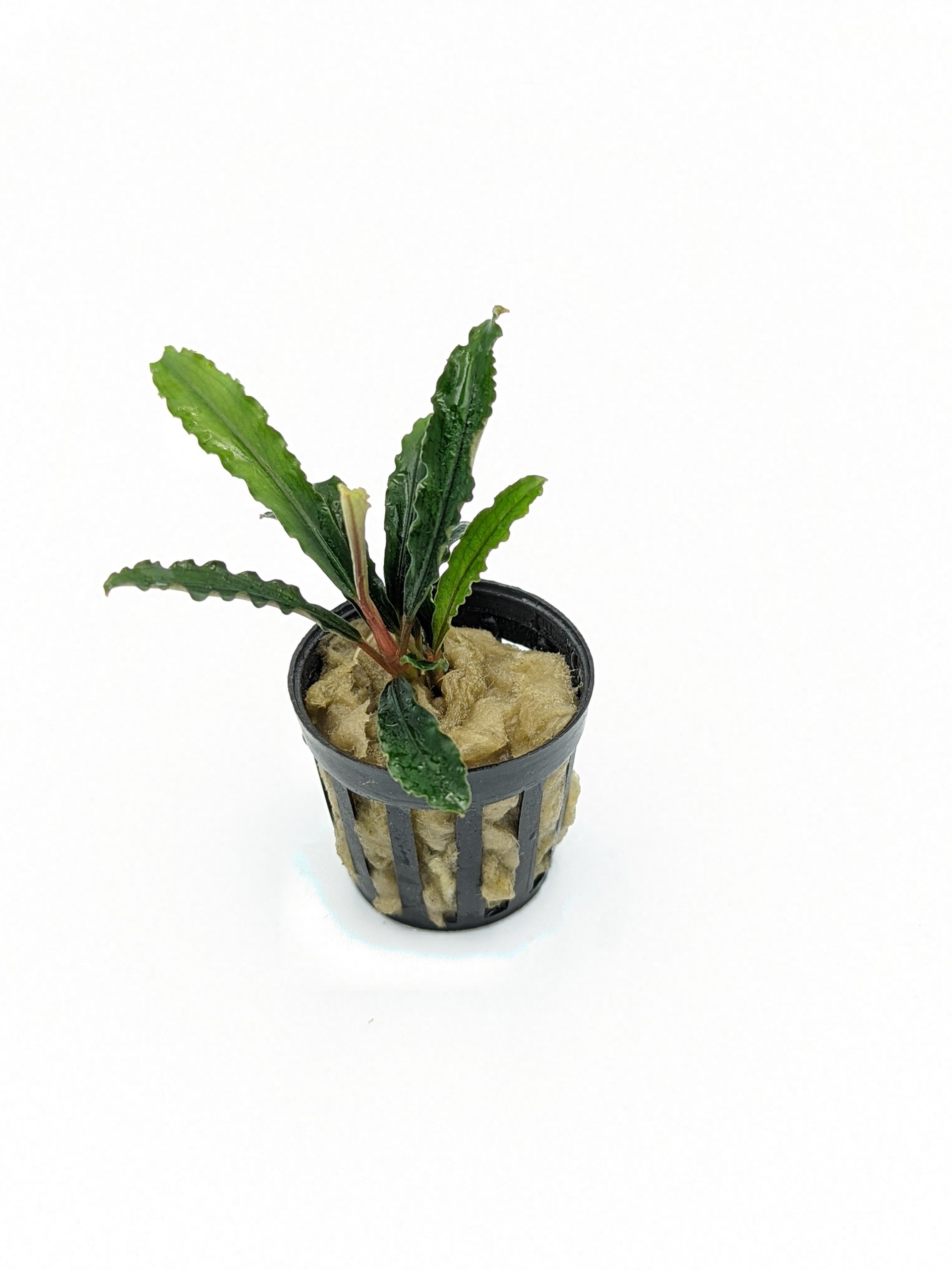 TCulture Bucephalandra Velvet (pot)