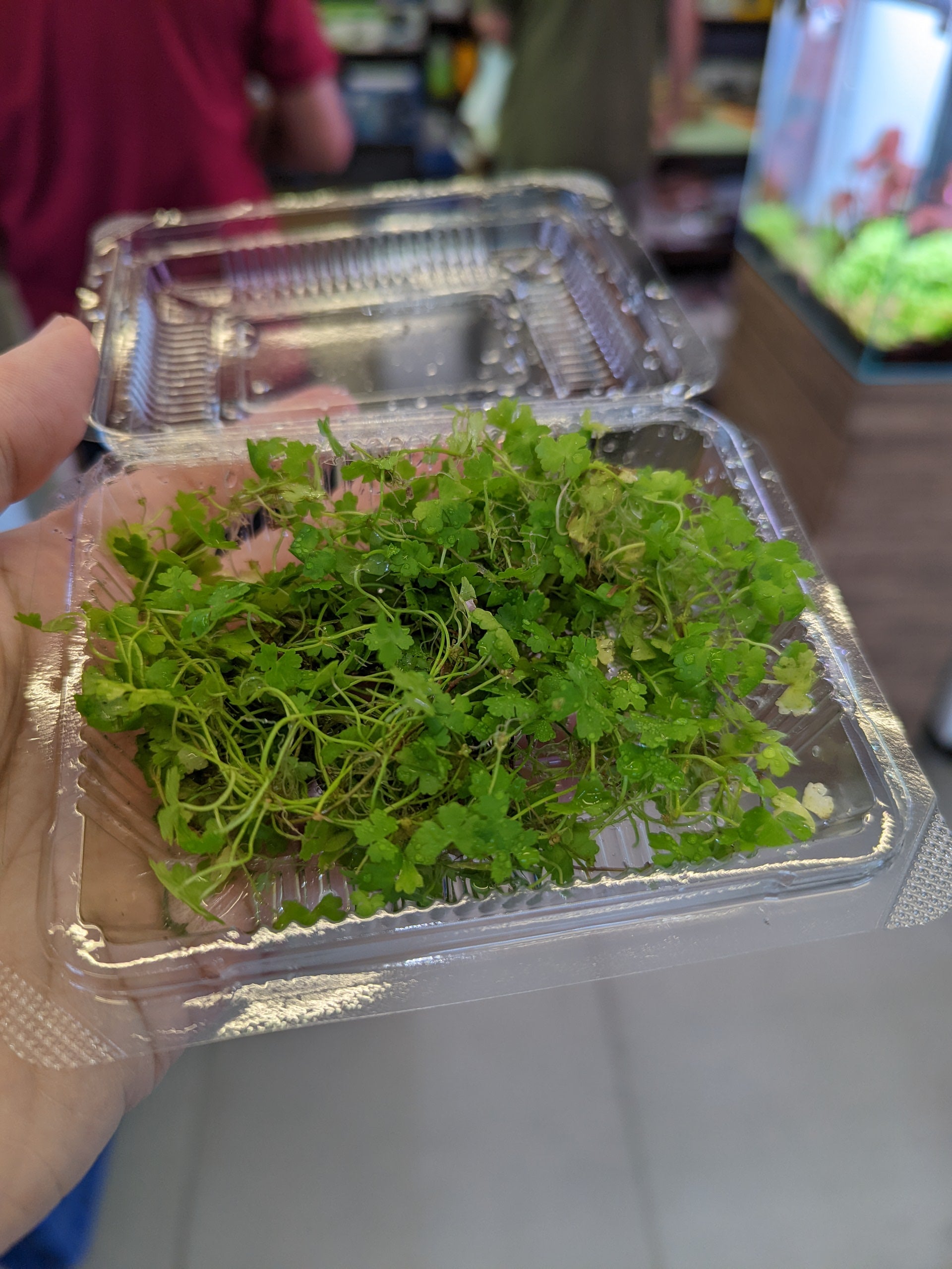 TCulture Hydrocotyle Tripartita Pad (15 x 8cm)