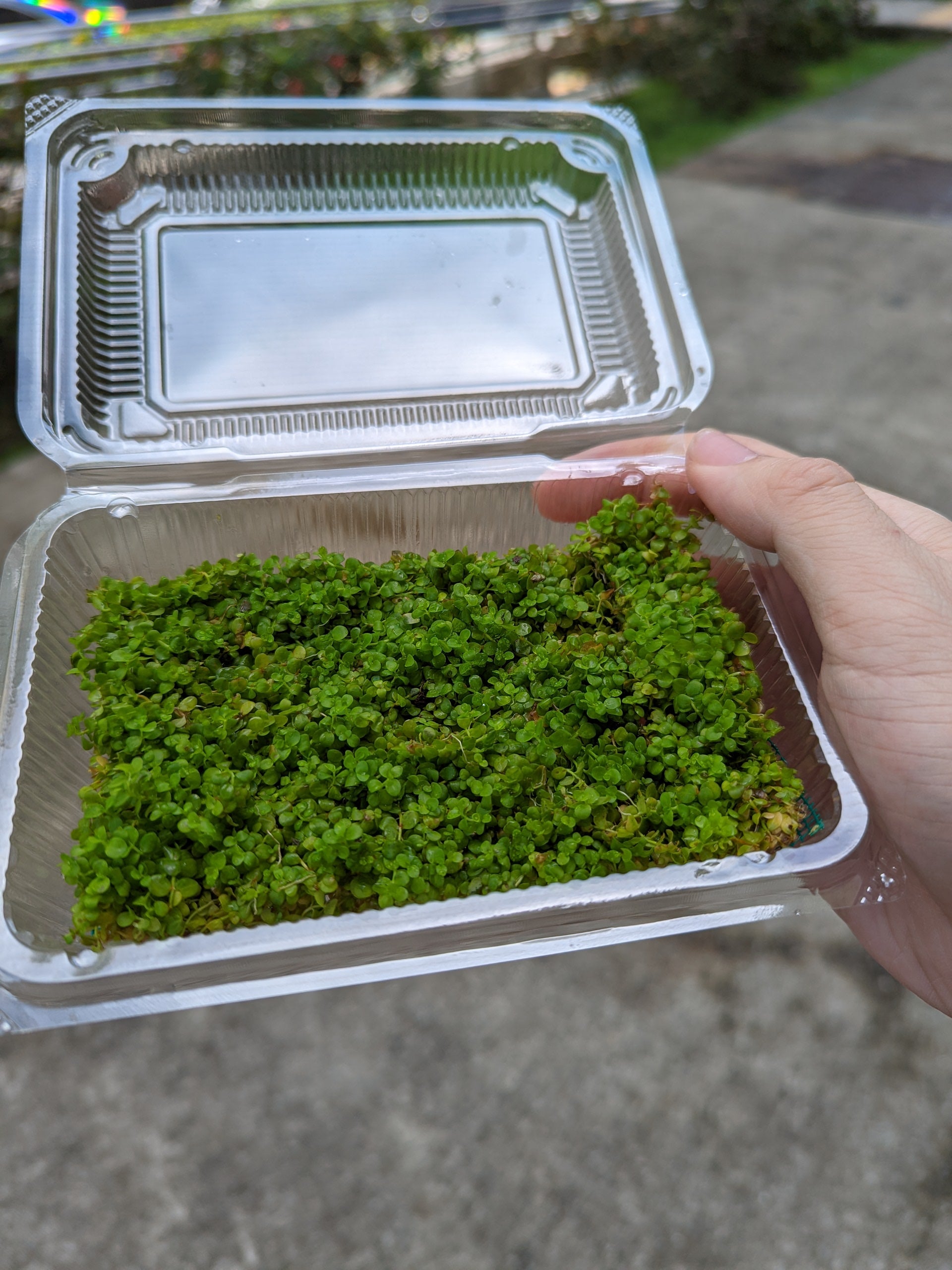 TCulture Monte Carlo pad (15 x 8cm)