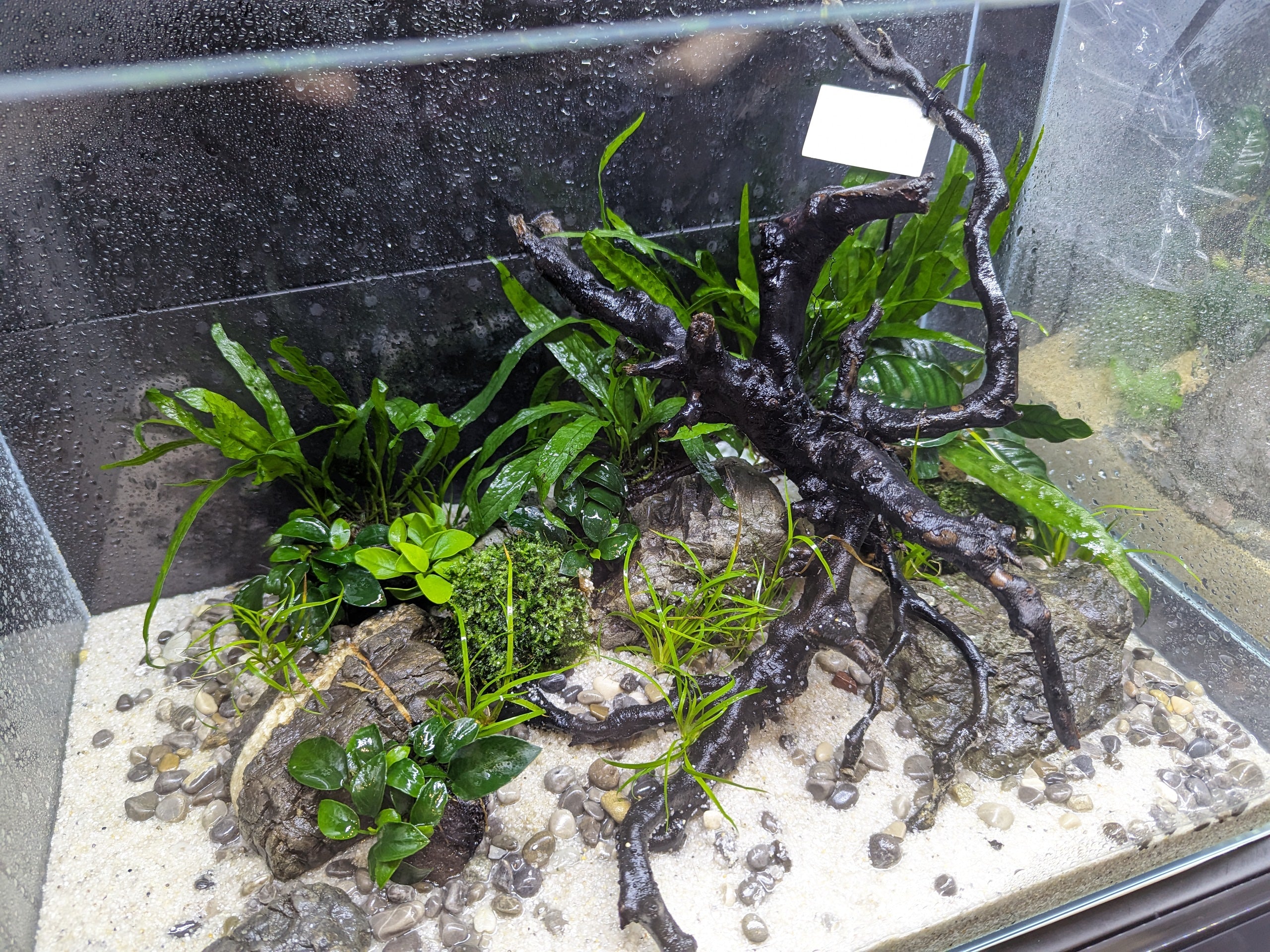 ANS Kusri Driftwood (Random Pick)