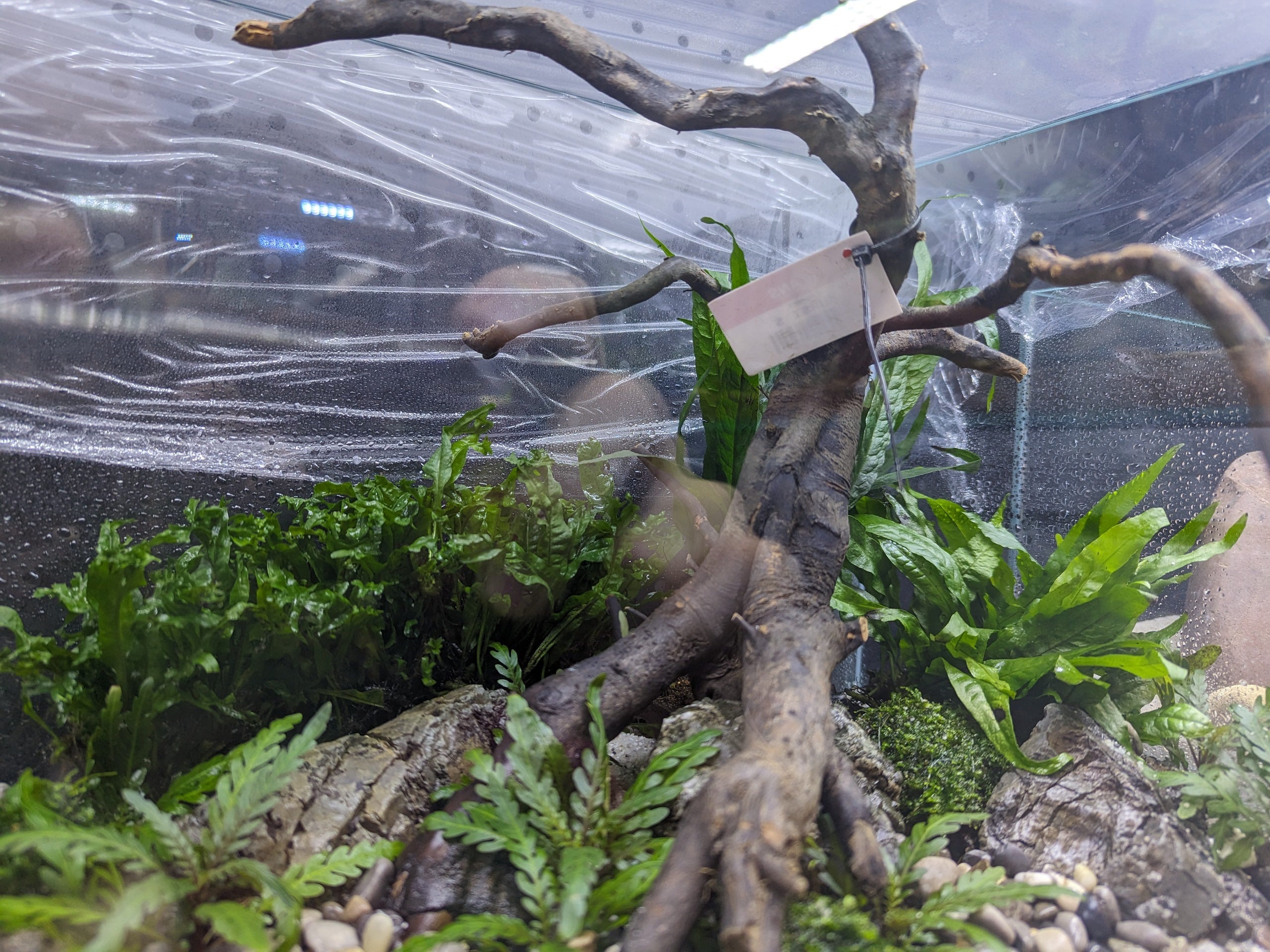 ANS Kusri Driftwood (Random Pick)