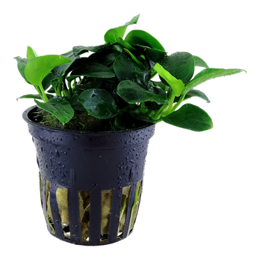 Anubias 'Petite' Tropica Pots