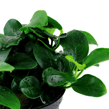 Anubias 'Petite' Tropica Pots