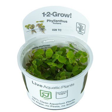 Tropica Phyllanthus Fluitans 1-2 GROW!