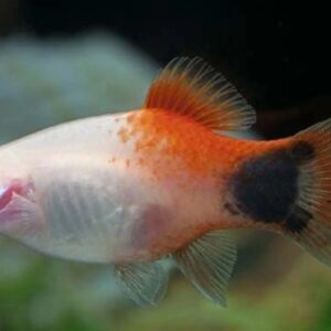 Platy Mickey Mouse Red White
