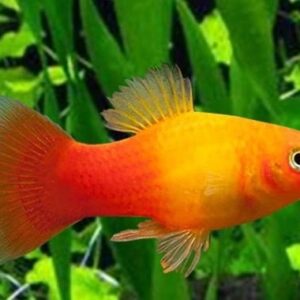 Platy Sunset Gold