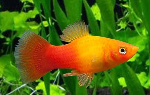 Platy Sunset Gold